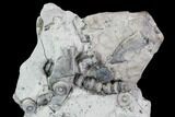 Fossil Crinoid and Brachiopod Plate - Indiana #106300-1